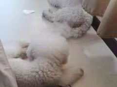 -波姐宠物家庭寄养