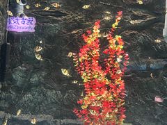-苏州海洋馆