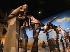 -国家自然博物馆