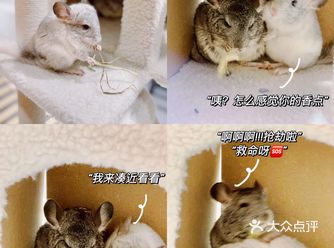 武汉首发全新2.0版萌宠体验馆——遇见萌宠