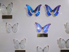 -上海昆虫博物馆