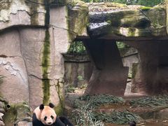 -中国大熊猫保护研究中心雅安碧峰峡基地