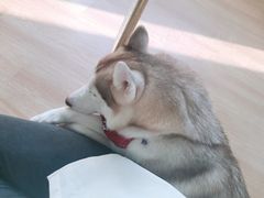 -Husky Go! 哈士奇体验馆·宠物咖啡厅狗咖