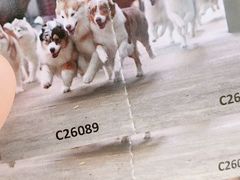 -TrueLove @ Neverland (Husky Cafe)