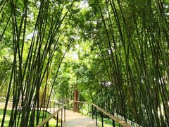 -云溪植物园