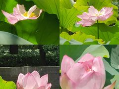 -陈家山荷花公园