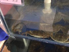 -阳澄湖大闸蟹·琼灵阁牌品牌连锁(吴中总店)