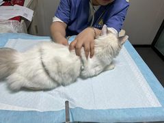 -半岛宠物医院24小时(科华中路店)