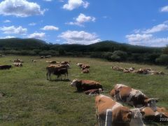 -塞罕坝国家级自然保护区