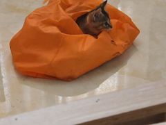 -宠颐生宠物医院(·宠保定点·鹰潭分院)