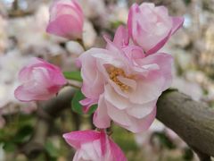 -海棠花溪(元大都城垣遗址公园)