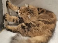-猫儿山۰猫主题餐厅