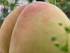 -老袁家蜜桃农场·阳山水蜜桃