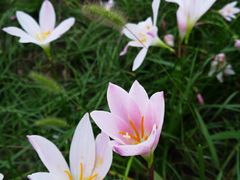 -白鹭湾湿地公园