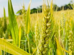 -汉长安城未央宫国家考古遗址公园