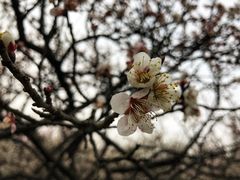 -香雪海