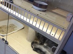 -爪爪喵星球·猫舍(前海卓越店)