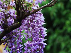 -上海吴淞炮台湾国家湿地公园