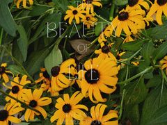 -成都市活水公园