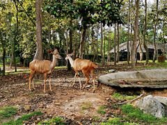 -清迈夜间动物园