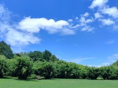 -上海共青森林公园