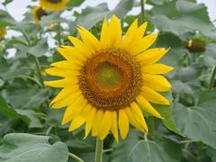 android_upload_pic-广西壮族自治区药用植物园