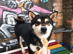 -柴犬高等学院·狗咖·柴犬售卖·宠物训练