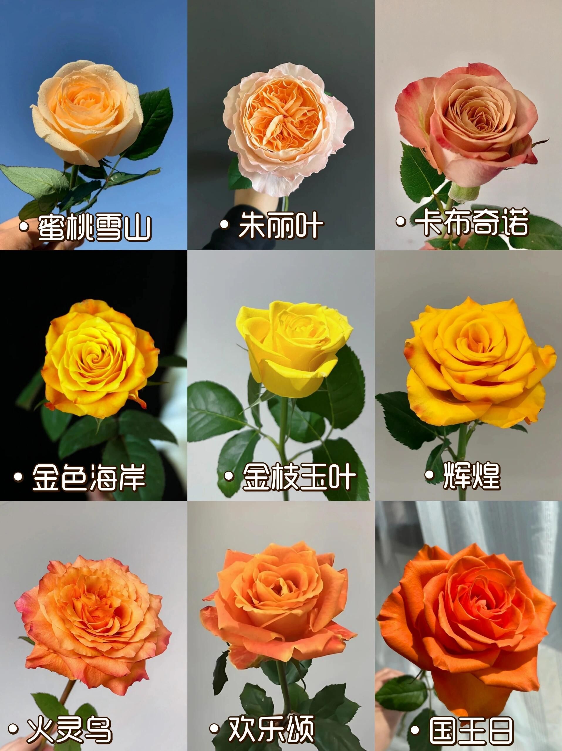 盘点9款超有节日氛围感的玫瑰