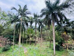 -南宁良凤江国家森林公园