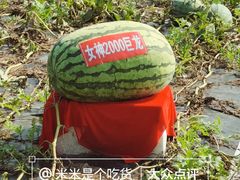 -长春农博园