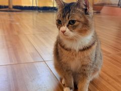 -喵小馆·猫咖狗咖猪咖·饮品店