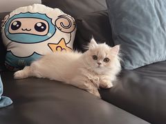 -momokira米努特·德文卷毛猫·棉花面纱犬
