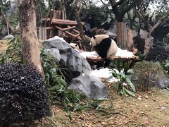 -都江堰中华大熊猫苑