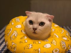 -宠颐生动物医院·猫科·心脏科(海口分院)