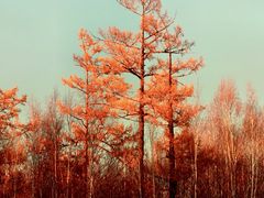 -北极村旅游风景区