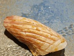 -镹·鱼料理  国产鱼使用店