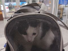 -艾贝尔宠物医院·宠保定点·超声绝育·免疫点(樱花路店)