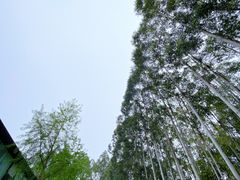 -桉树林A coffee 森林餐厅(三圣乡店)