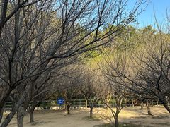 -中山市树木园