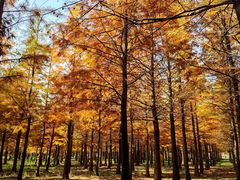 -上海佘山国家森林公园天马山园