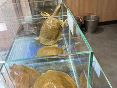 -笨笨甲甲鱼坊(蓝堡湾店)