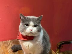 -猫色咖啡·猫咖