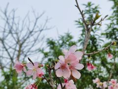 -丹樱生态园
