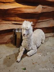 -酷嗒动物文化乐园(cutezoo西溪乐天城店)