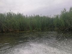 -白洋淀景区