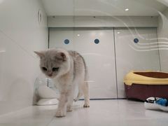 -1013 PET SHOP精品宠物商店(丁香店)