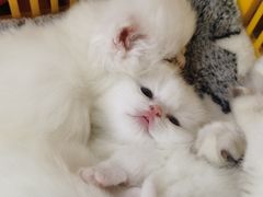 -八公叔叔宠物美容连锁(春申店)