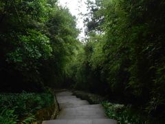 -铁山坪森林公园