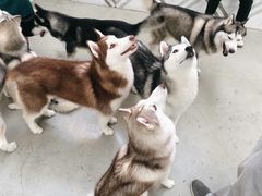 -星多哈·狗咖·拼豆·咖啡