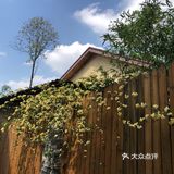 哎哟哟，简直是久违了的小确幸